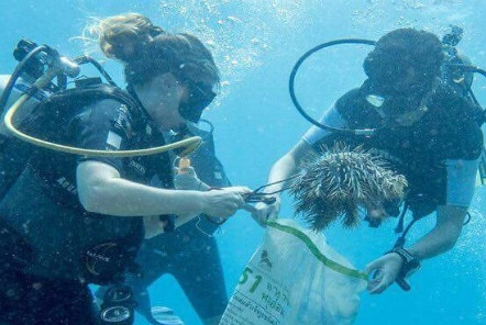 Diver colleting samples on the island of Koh Tao