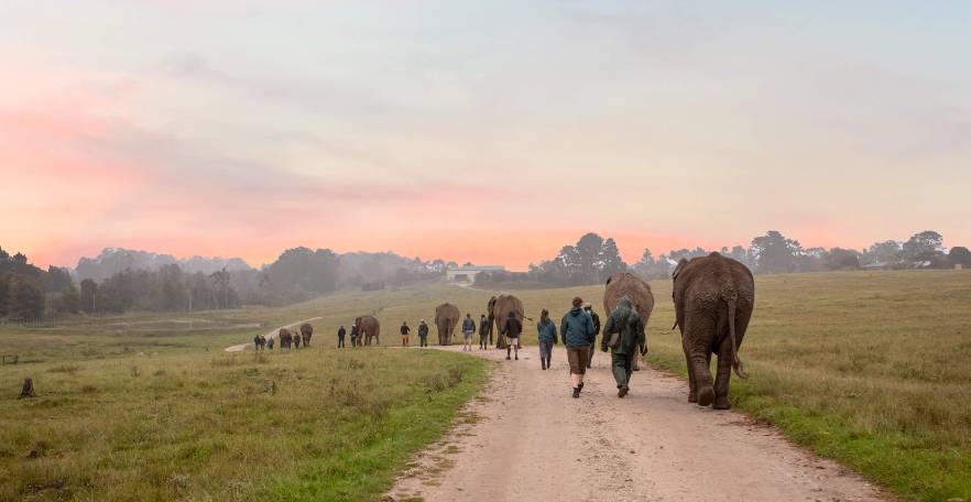 elephants and volunteers in South Africa 