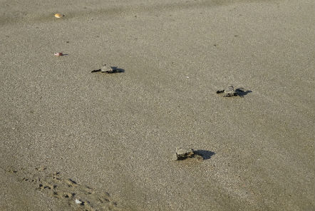 Hatchlings released into the ocean