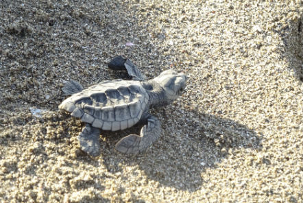 Hatchling on it's way back to the ocean