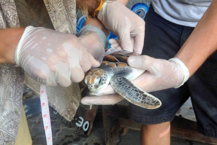 Volunteer measure a turtles growth