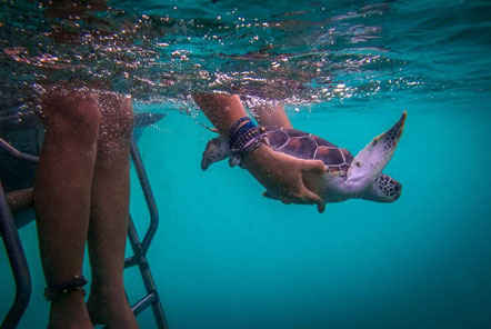 A healthy turtle is released