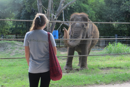 Pod Volunteer Elephant Care