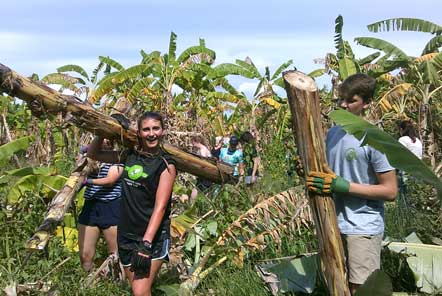 Banana harvesting on Elephant Care role