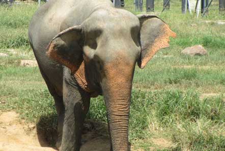 Elephant at sanctuary in Thailand