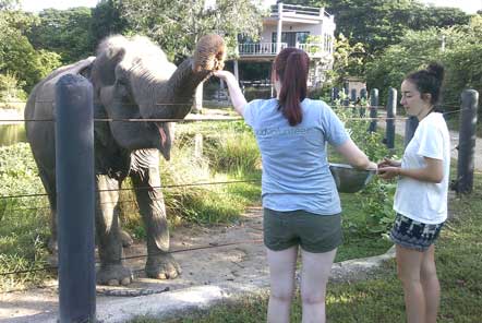 Volunteers hand feeding elephants at project