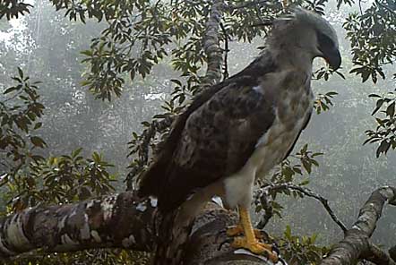 Harpy eagle