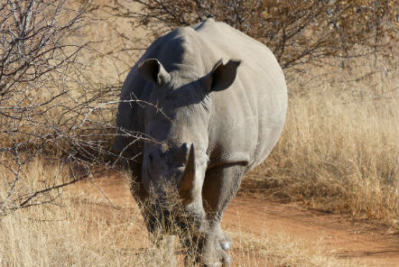 Wild rhino conservation 