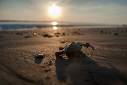 Turtle on a beach 