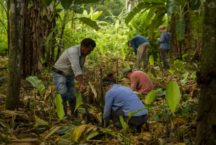 Volunteers in the forest for conservation  