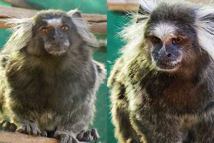 Two marmosets on a branch 