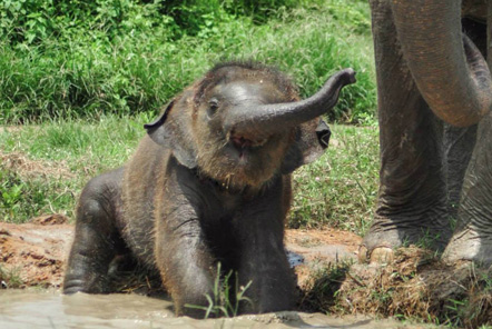 Baby elephant 