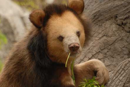 Bear in Africa 