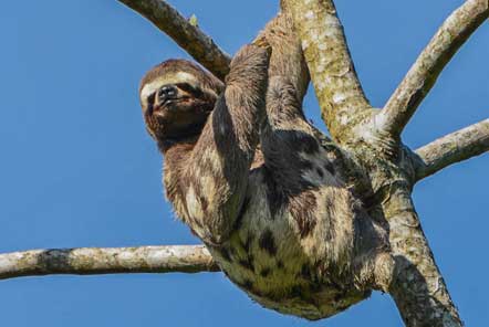 Sloth in a tree