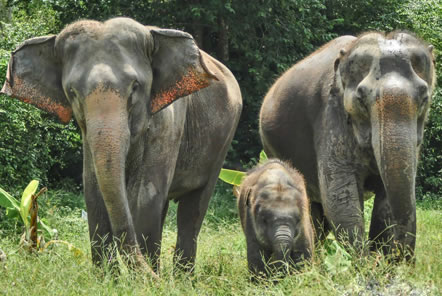 World Wildlife Conservation Day - Tips on how to get involved