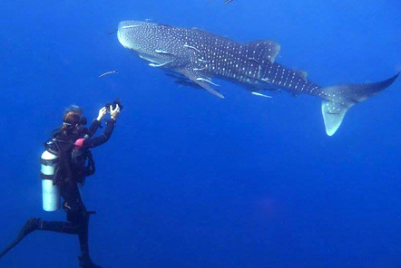 Whale Sharks in Koh Tao