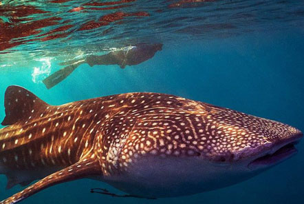 Snorkelling alongside the whale shark