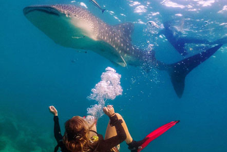 Whale sharks in Koh Tao