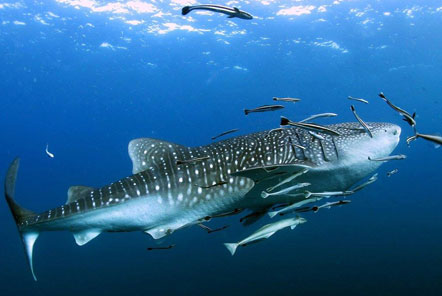 Whale sharks in Koh Tao