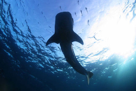 Whale shark calmly swims overhead