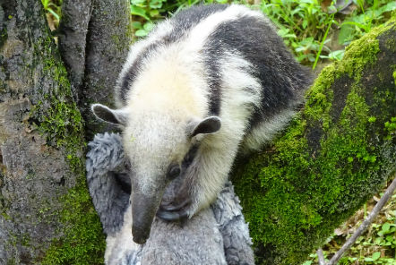A Mexican Tamandua learning to forage in the trees