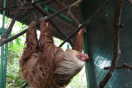 Two-toed sloths enjoying their enrichments at the sanctuary