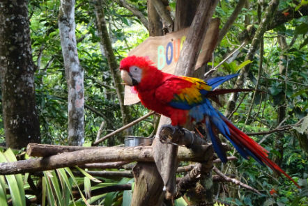 Parrot living in the sanctuary at our Wildlife Rescue project