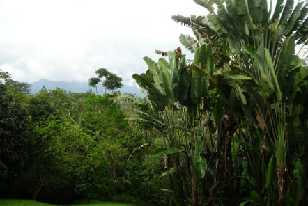 The Wildlife Rescue project is situated within beautiful rainforest