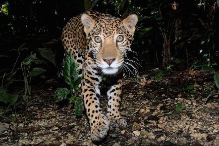 Belize Jaguar