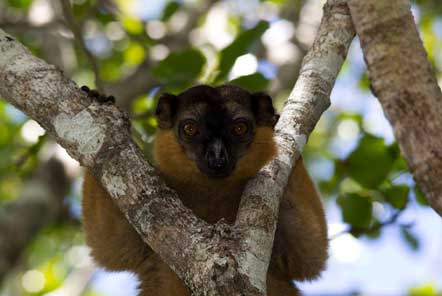 Lemur in the trees