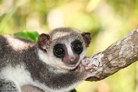 Lemur lying on a branch 