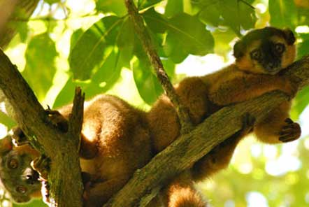 Lemur on a branch