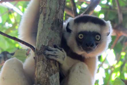 World Lemur Day – Things we love about lemurs!