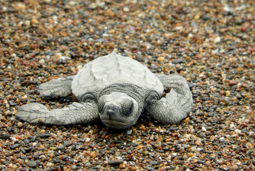 Olive Ridley turtle on beach