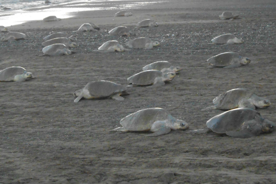 Arribadas at Turtle Conservation project 