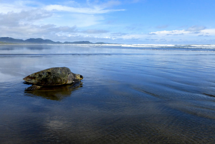 Celebrating World Turtle Day 2019 