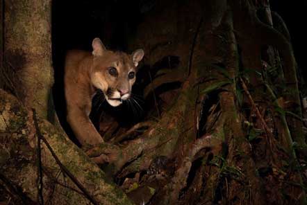 Research in the amazon jungle 