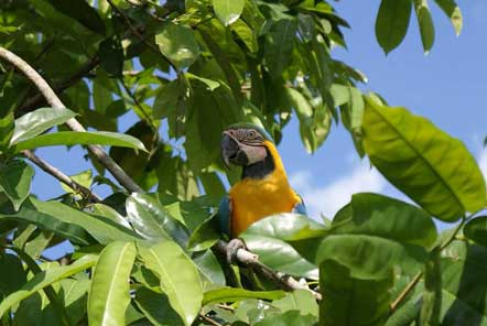 Research in the amazon jungle