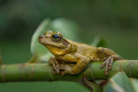 Research in the amazon jungle 