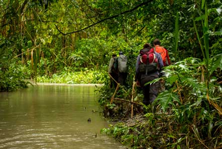 Research in the amazon jungle 