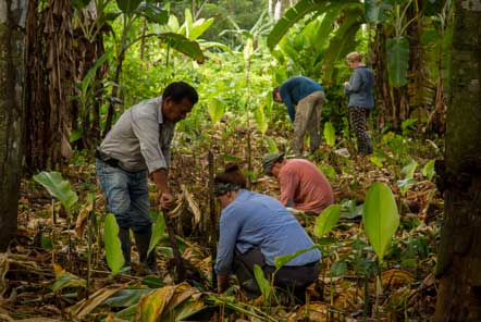 Research in the amazon jungle 