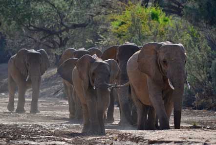 Namibia desert elephants