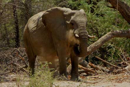 Namibia Desert Elephant