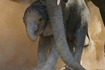 Namibia Desert Elephant