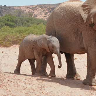 The special desert elephants of Namibia 