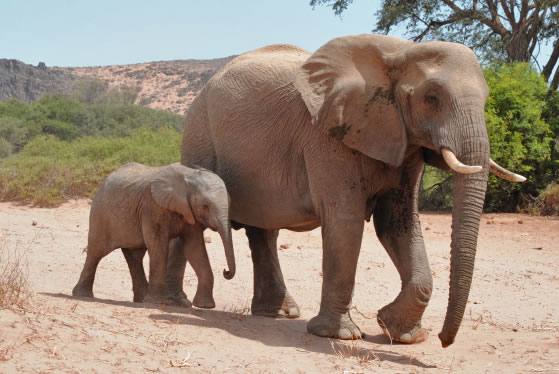 The special desert elephants of Namibia