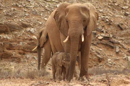 Desert Elephants and Conservation Builds in Namibia