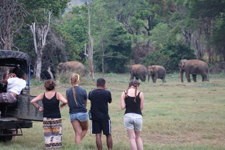 Observing elephants