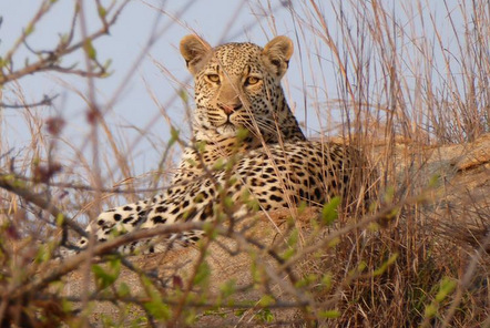 New Project: Kruger Conservation and Leopard Monitoring!
