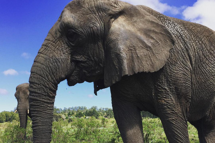 Elephant Research - What makes elephants nervous?